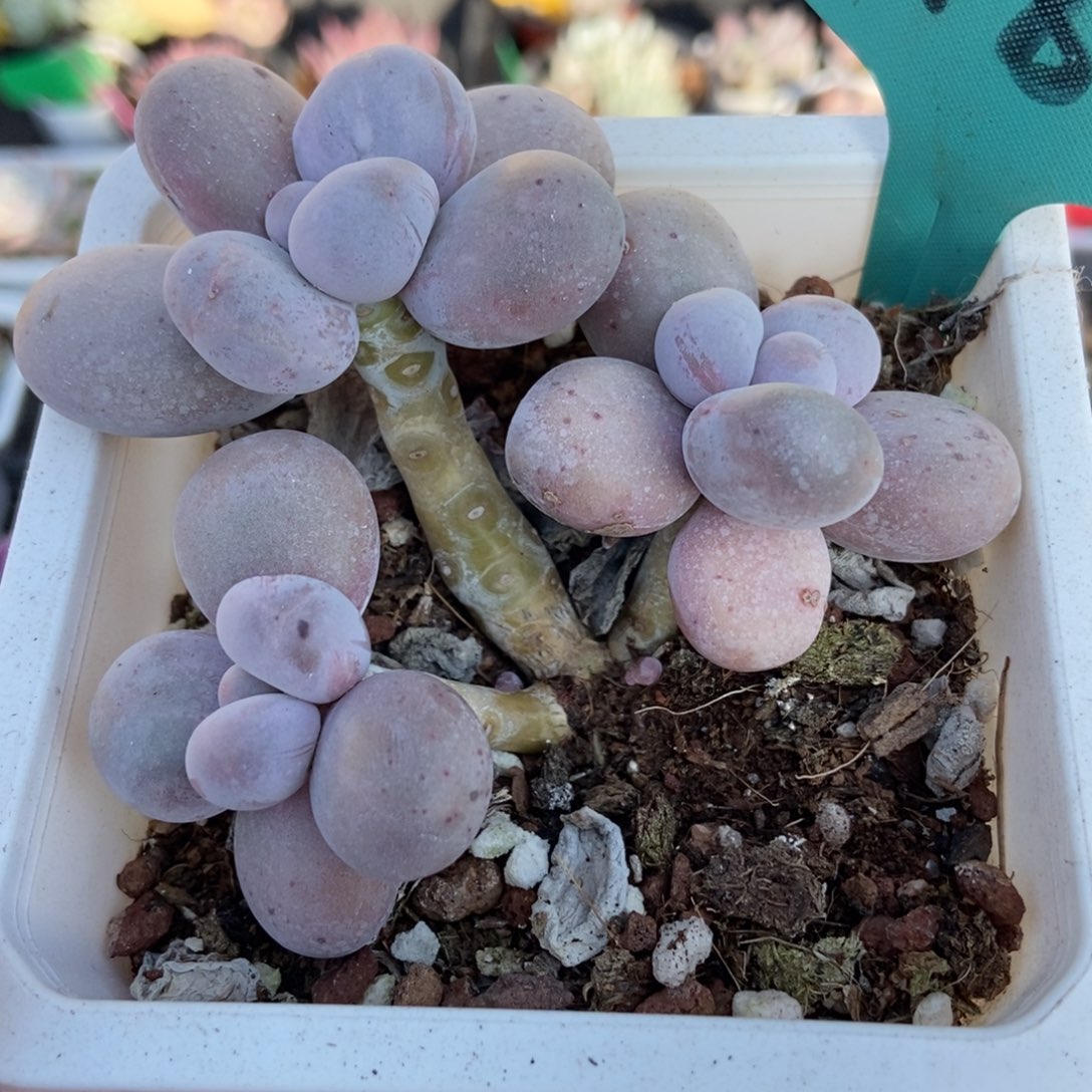 518烟美人多肉植物多肉