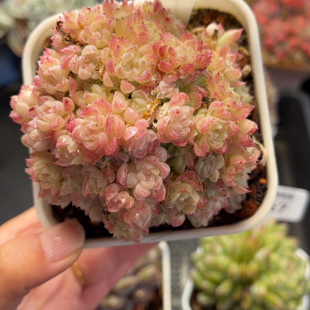 2659 满30包邮天冷地区必拍保温箱