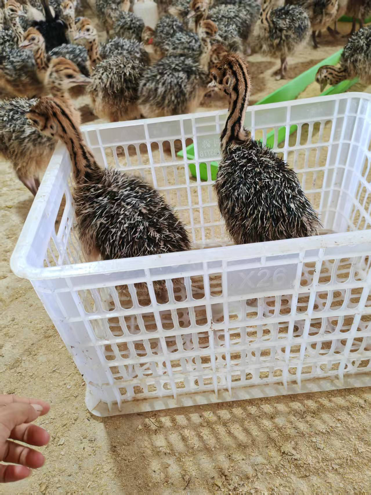 驼驼二斤左右养殖箱新款可爱养殖必备透气结实