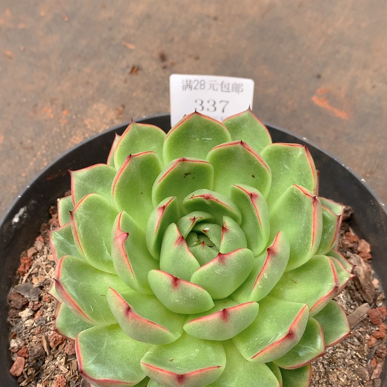 【闪购商品】云337号