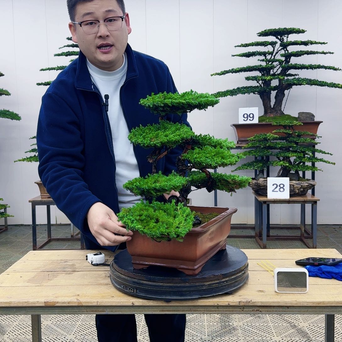 盆景柏树造型盆景