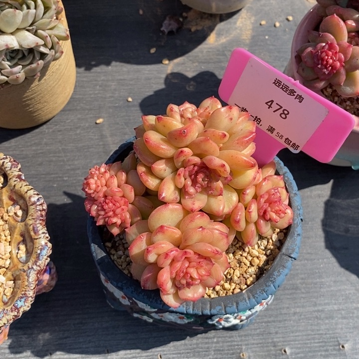 478苹果花肉肉肉肉肉