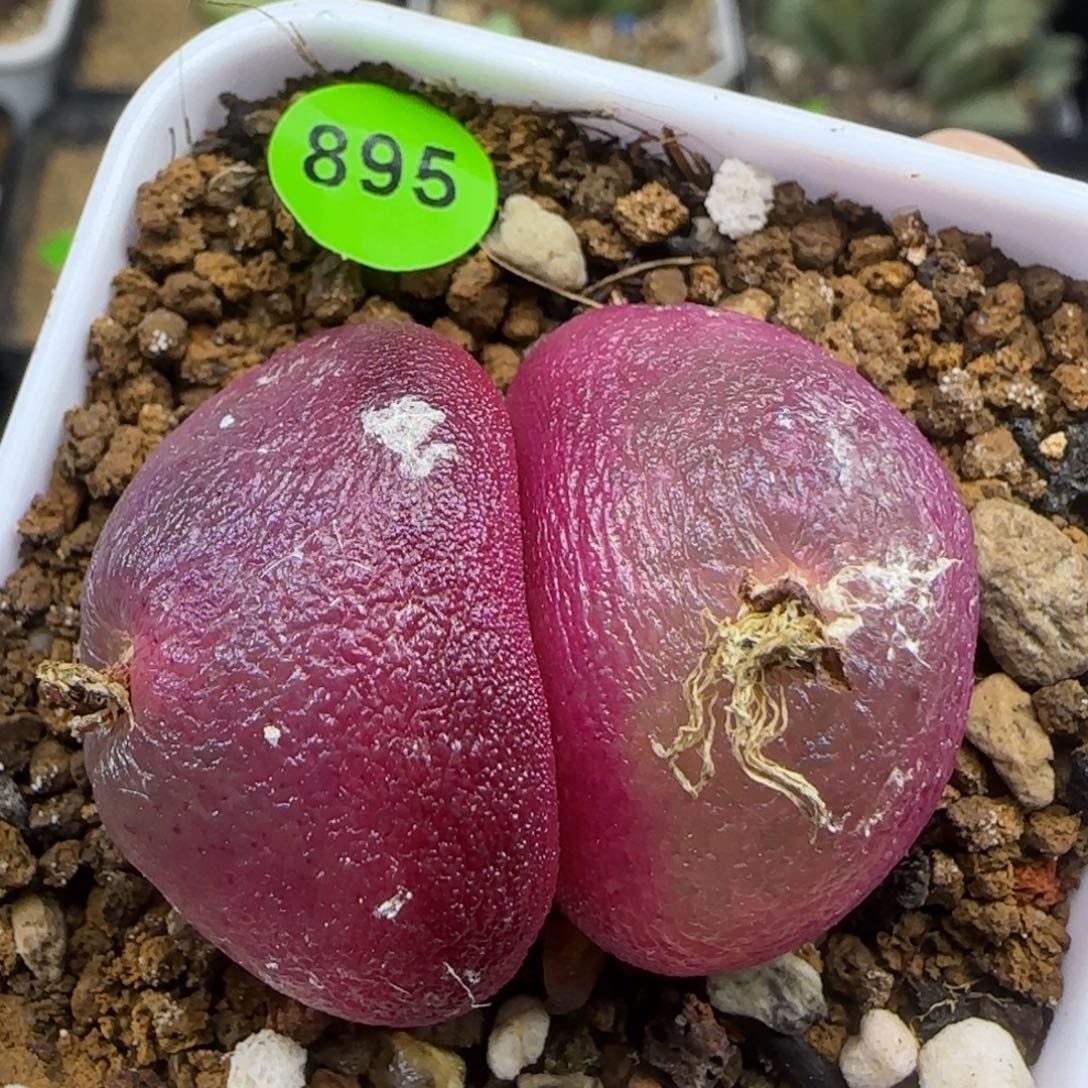 双头红灯泡2.6/2.8多肉895