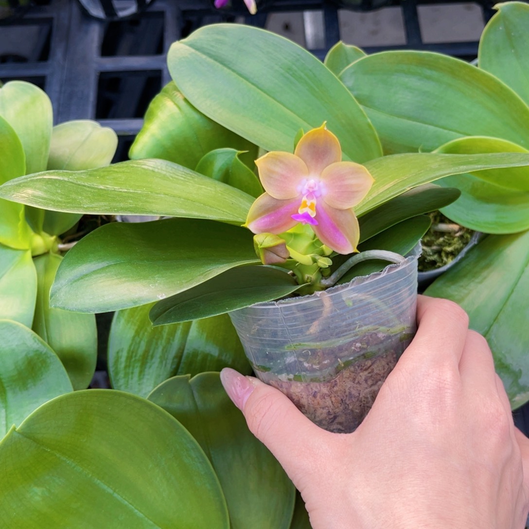 完全开放蝴蝶兰原生