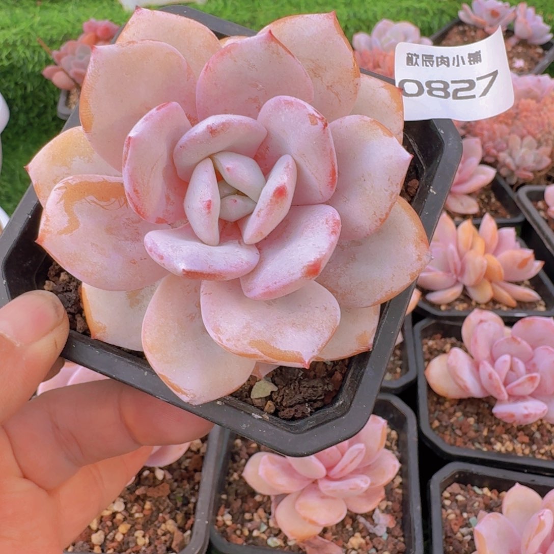 多肉植物奶茶单头0827