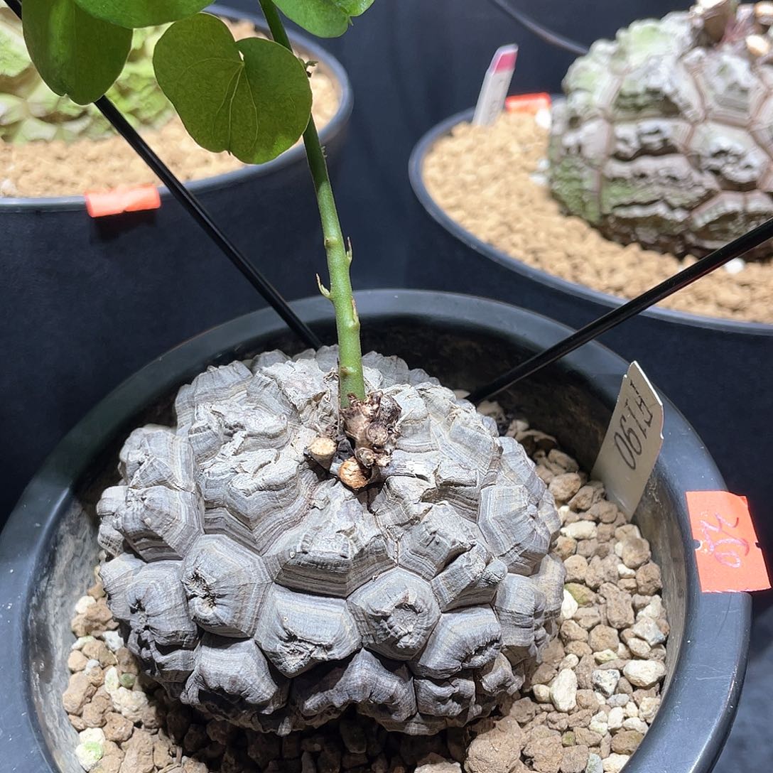 190号龟甲龙8.8公分