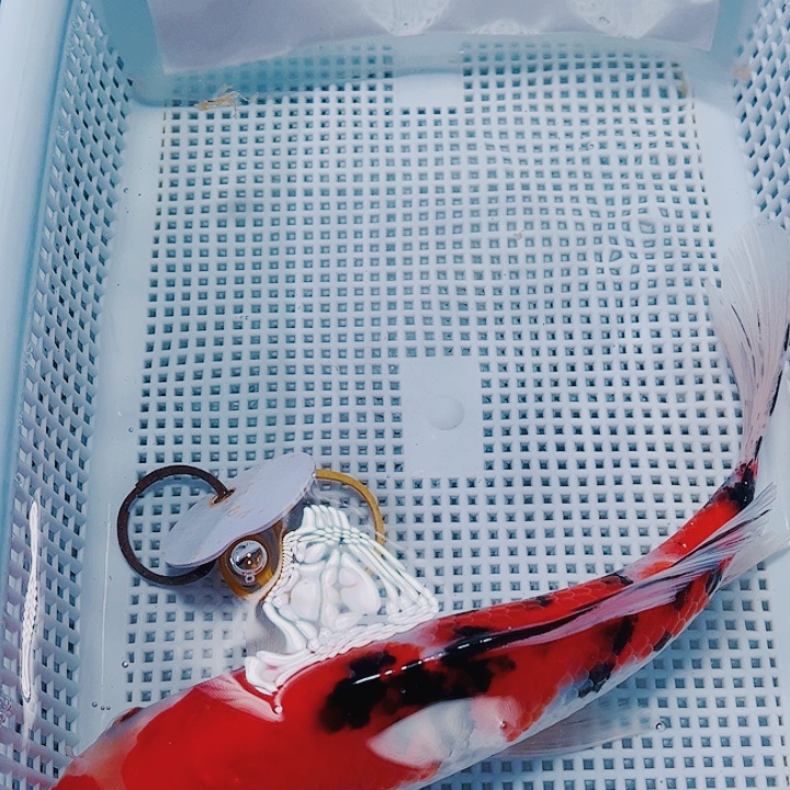 海水鱼锦鲤观赏鱼29