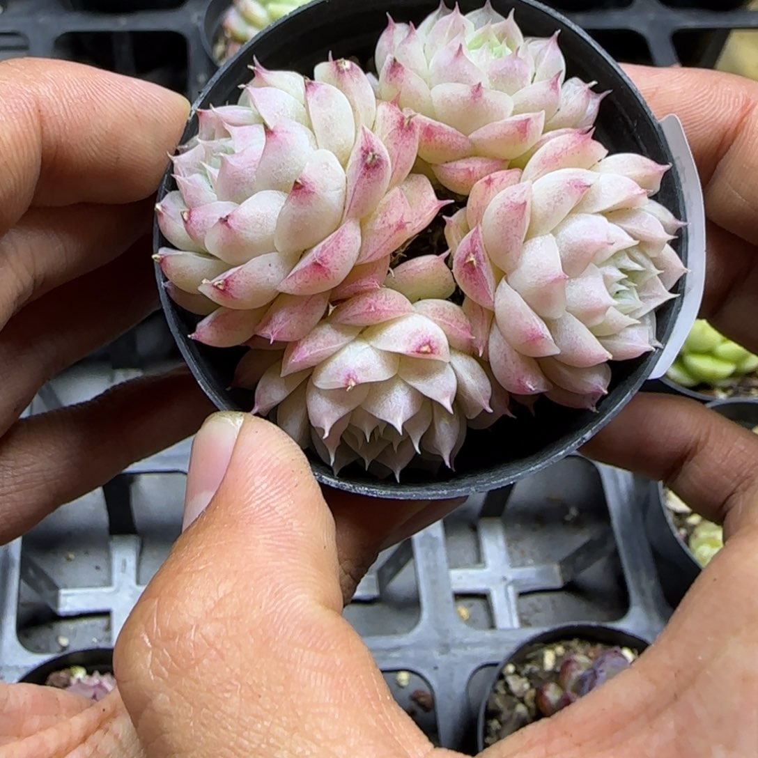 一物一拍麦秆珍妮03084