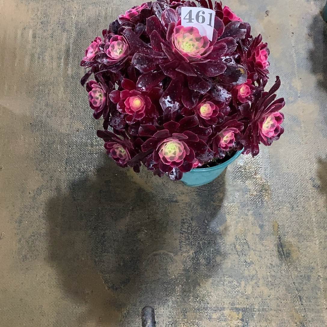 美杜莎461多肉法师植物