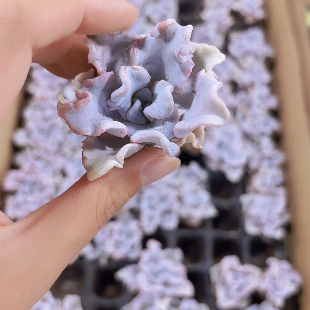 小穴苗白饺子皮多肉植物