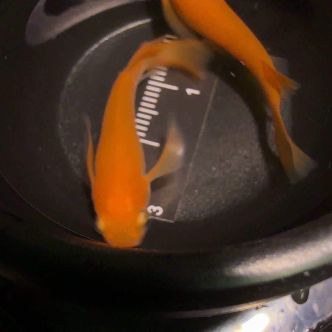 青鳉鱼一物一拍523