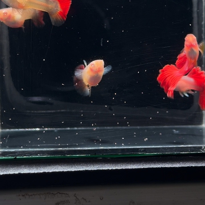 孔雀鱼褶扇白子亚成3对