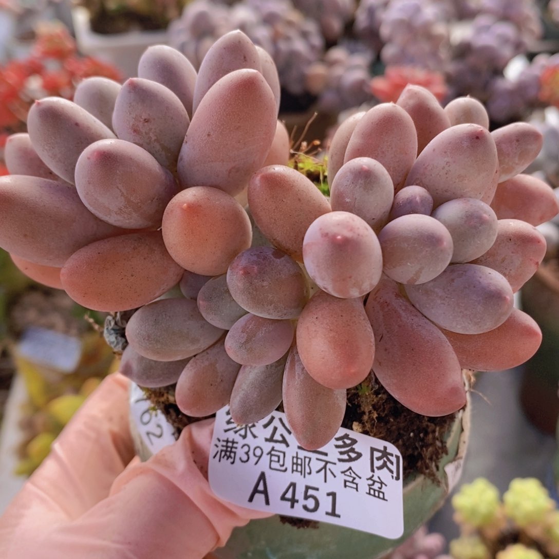 汤圆9cm451多肉植物