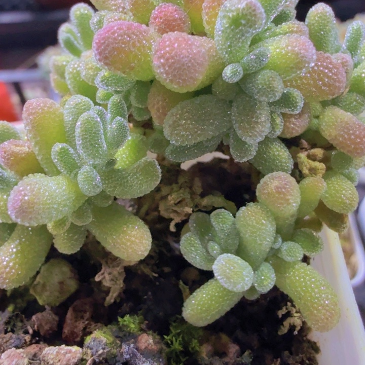 全状态冰晶枝干一颗