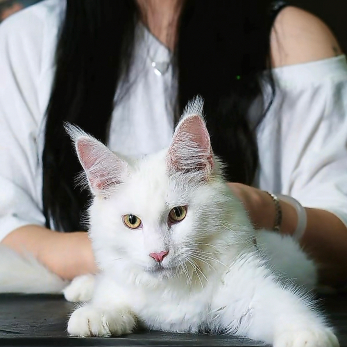 纯白色缅因猫弟弟，四个月，钱多多缅因猫