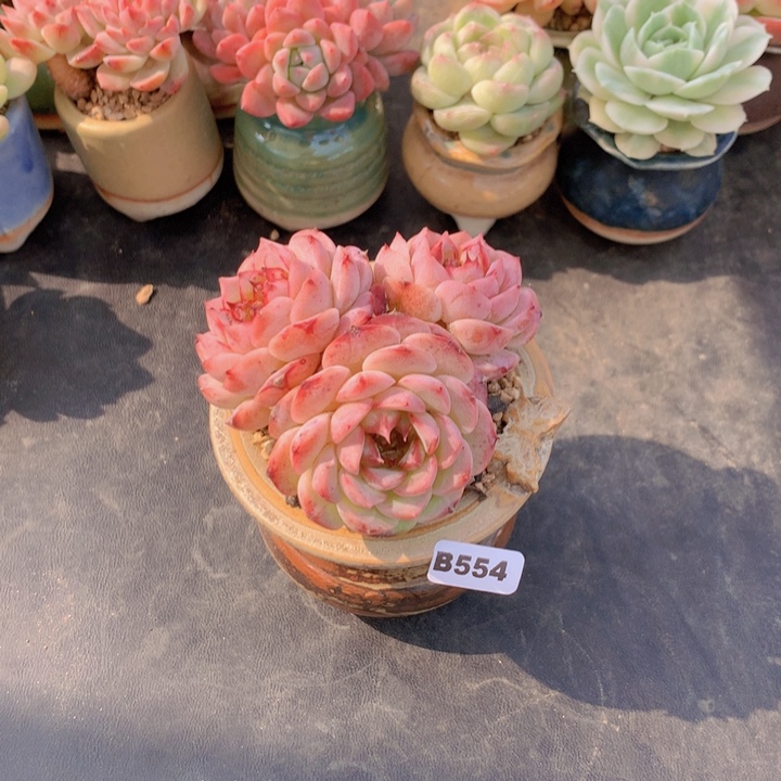 一物一拍满含盆土满38包邮B554