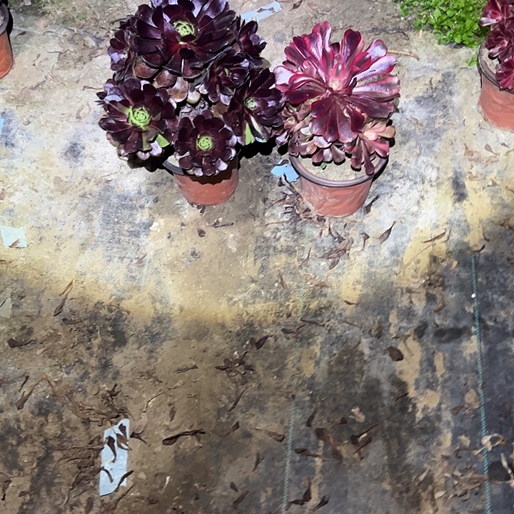 不包侧枝一物一拍2