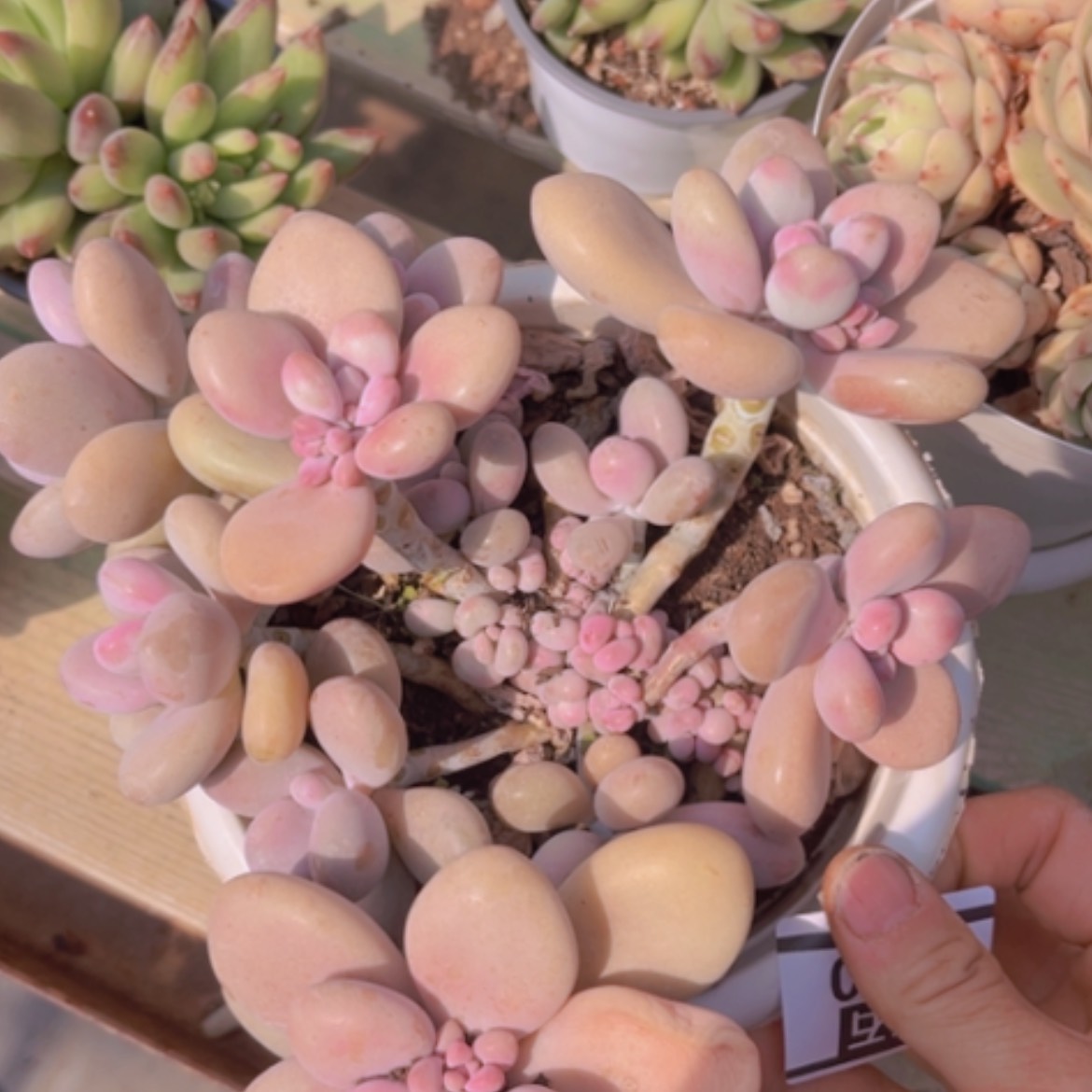 【闪购商品】桃蛋0310