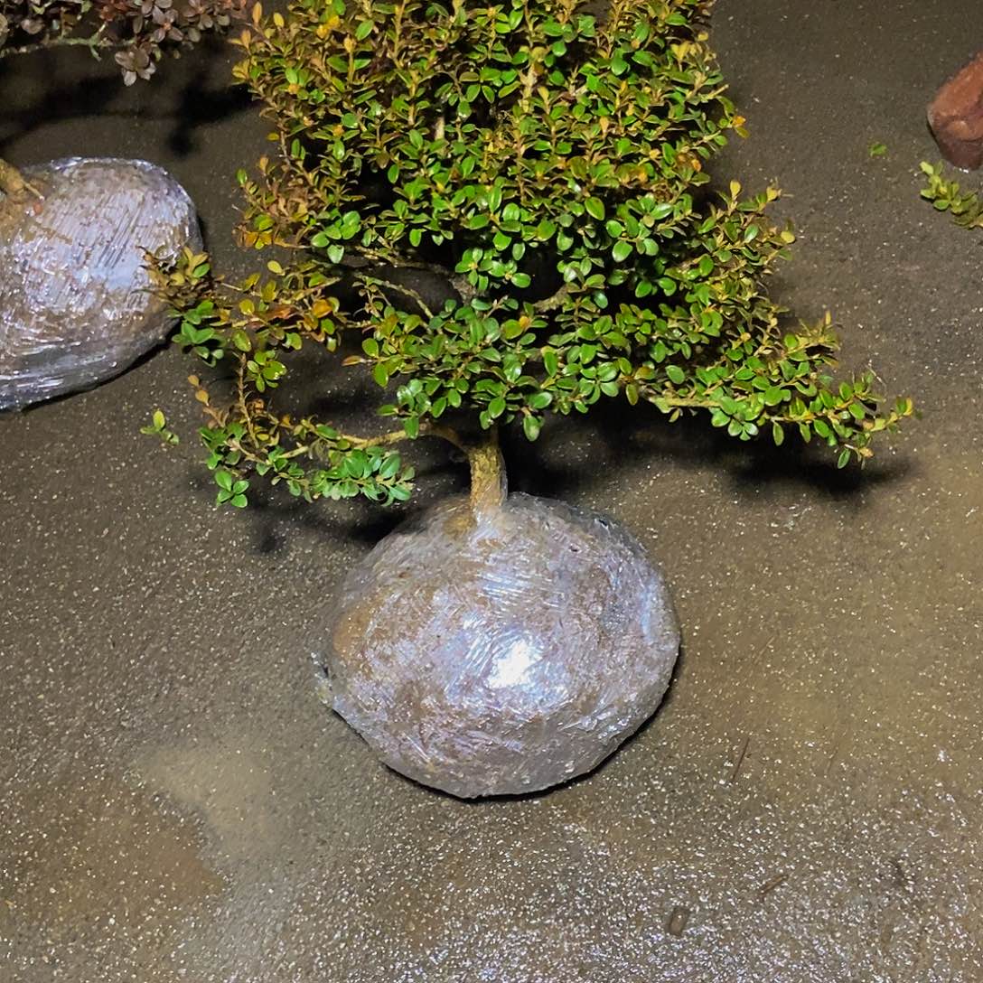 飄***定安徽大别山珍珠黄杨