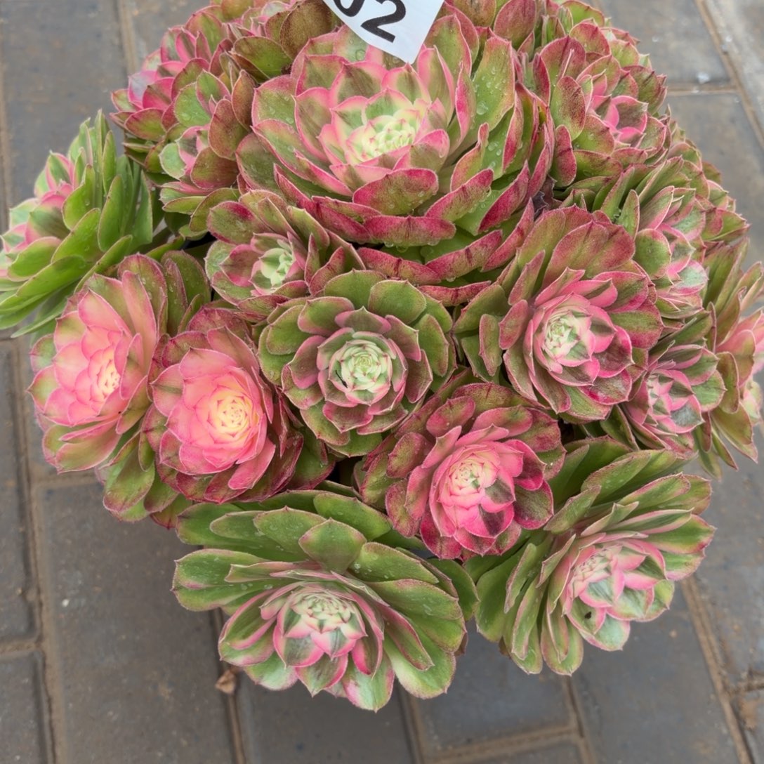 旺***虎半糖福利702不周正福利肉