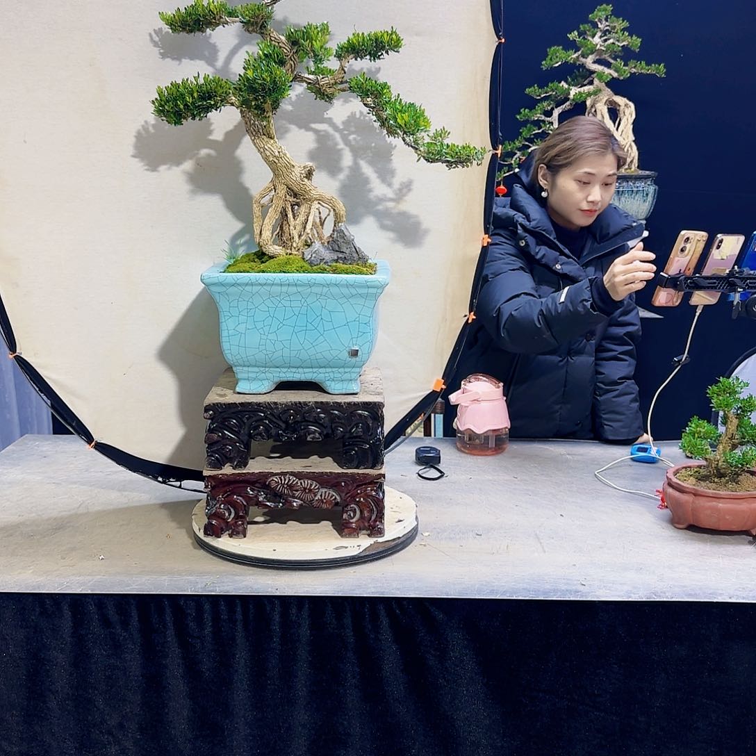 高端黄杨盆景艺术