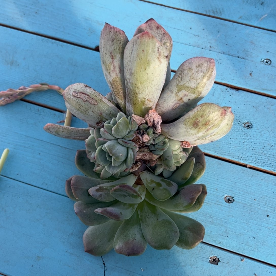 喂****杂交锦带锦基因绿头预定第一