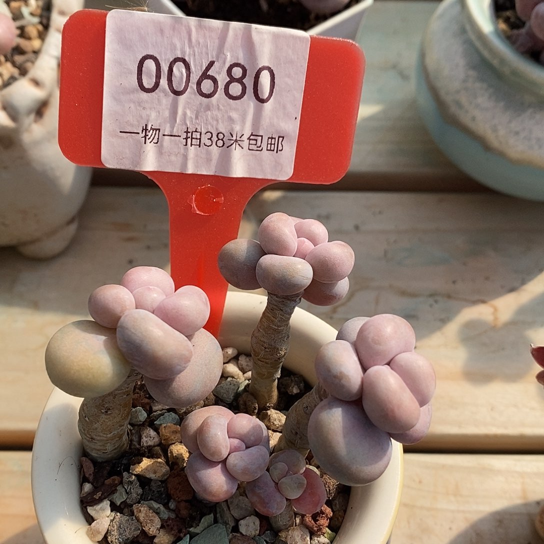 00680？啊小白题库妍妍