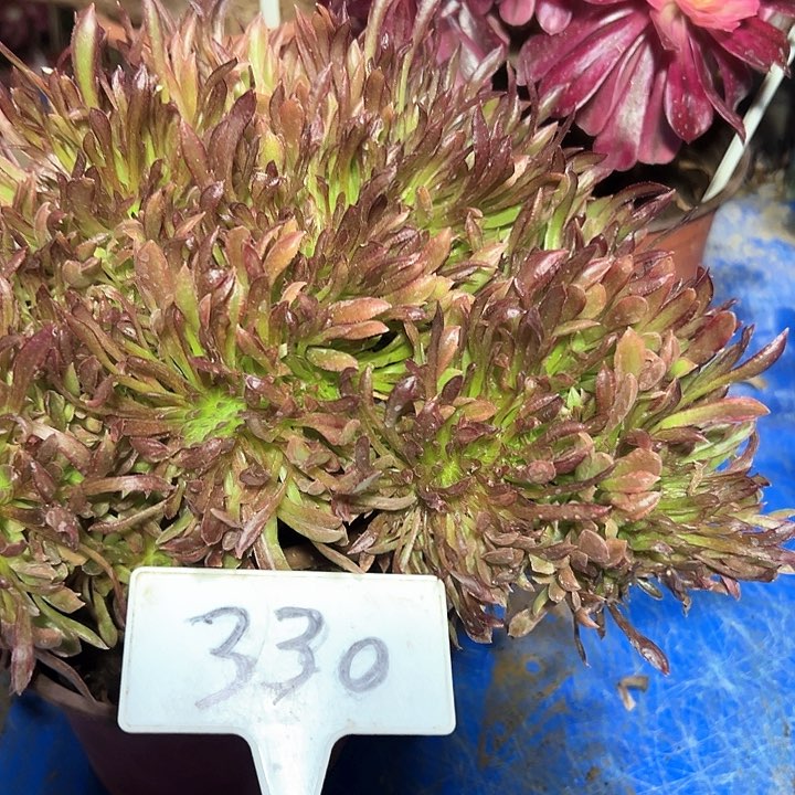 多肉植物红珊瑚缀花