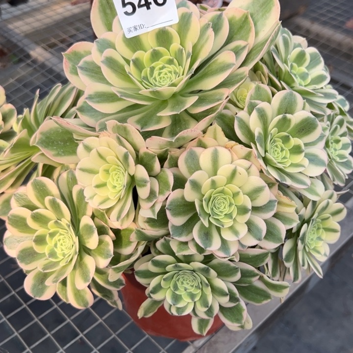 546绿豆沙30厘米左右