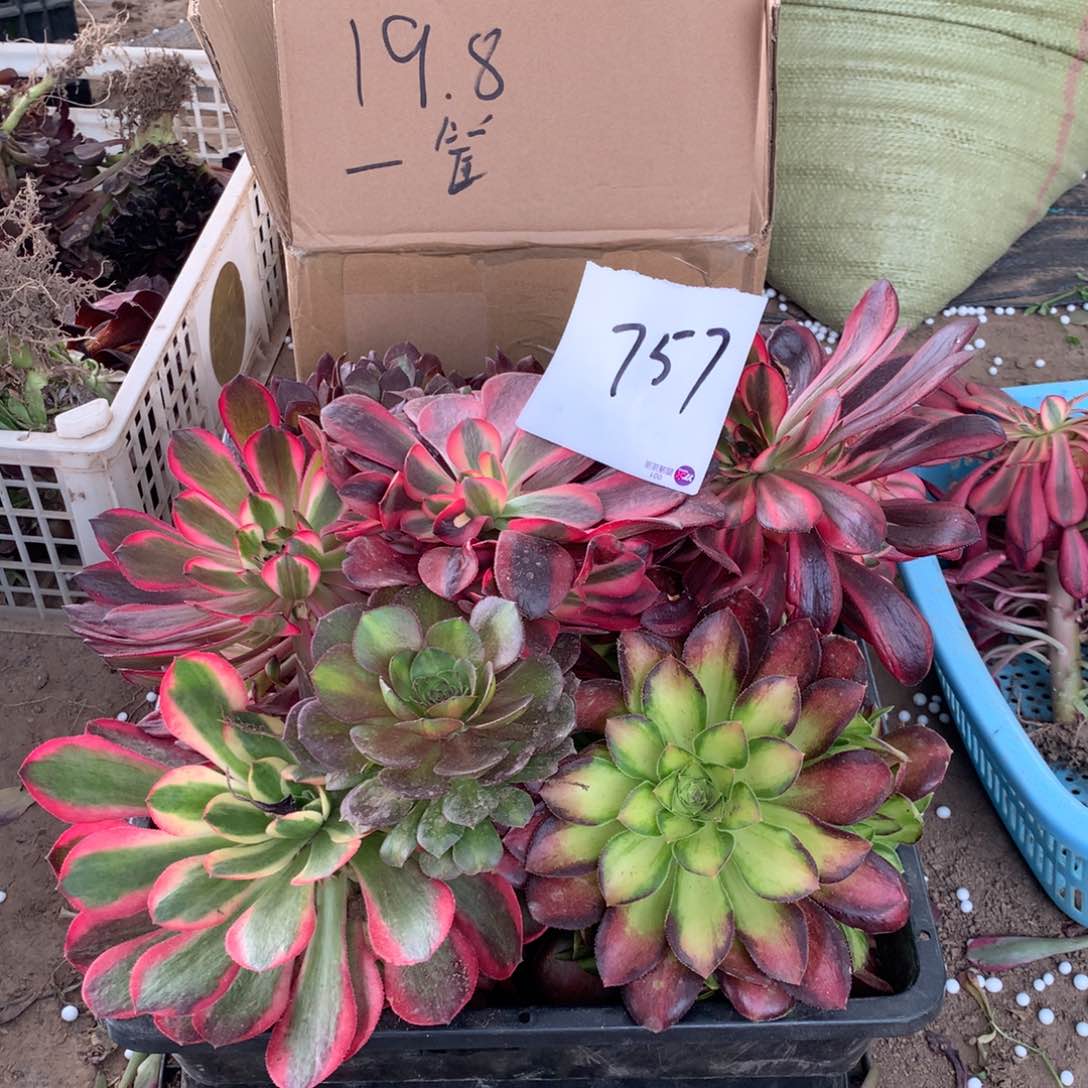 757多肉植物盆栽花卉