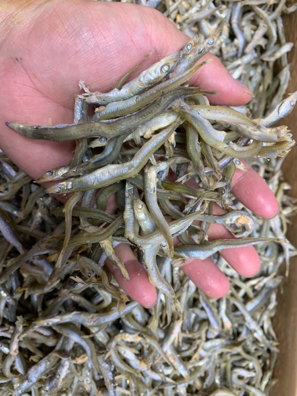【蚝西施海味】本港熟晒银针鱼海鲜干货包邮