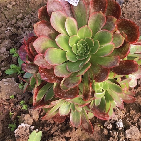 2.24-25黑魔锦绿体多肉植物