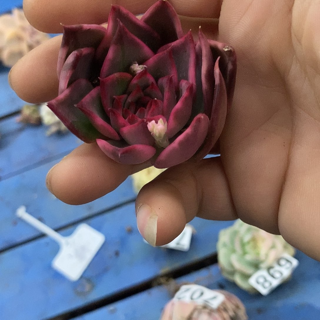 703野马锦无根炸多肉植物