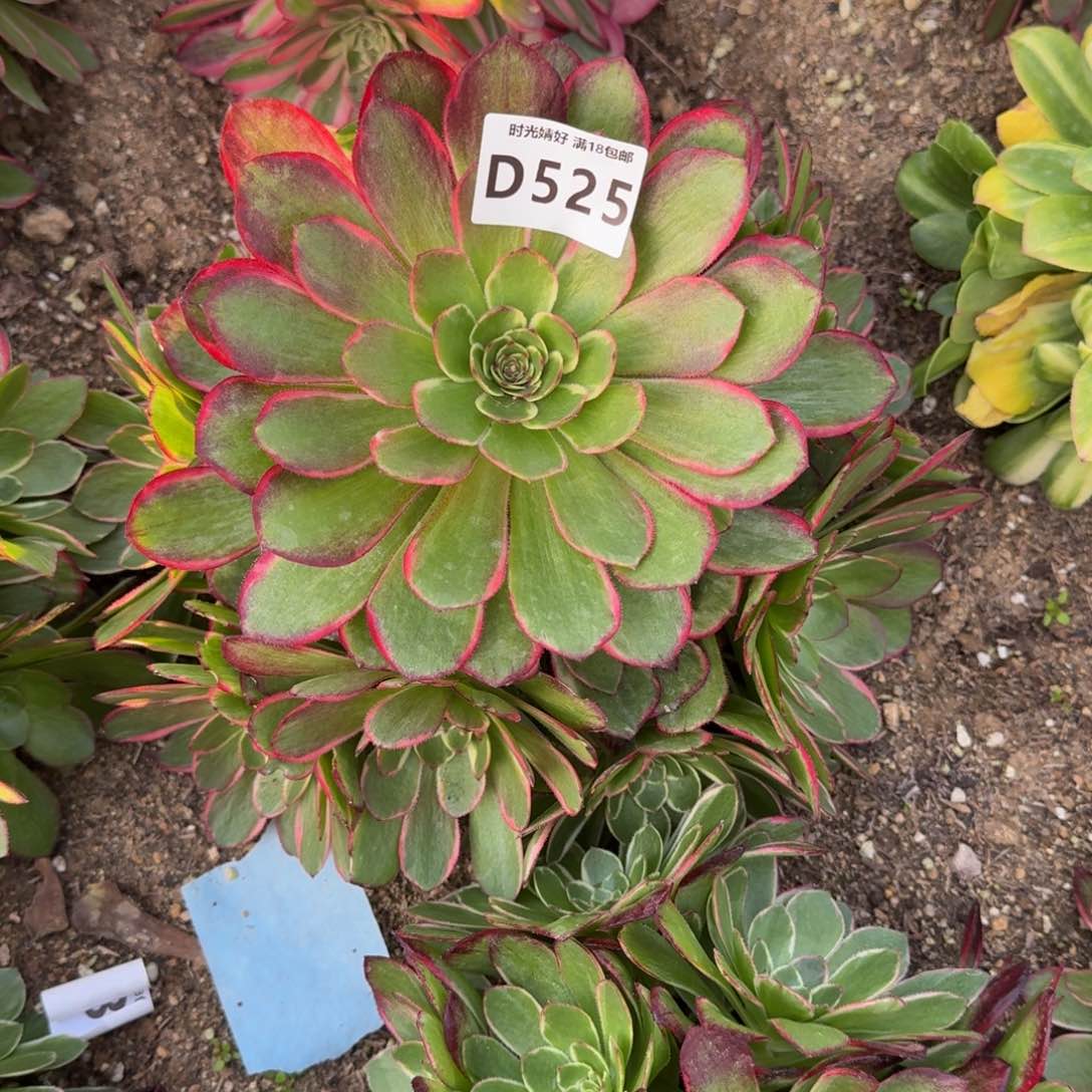 525粉花妖多肉植物