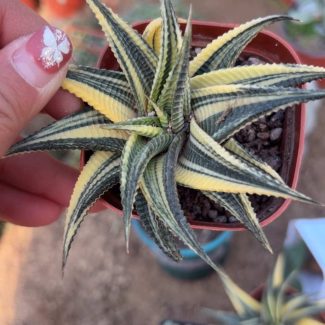 多肉植物琉璃殿锦