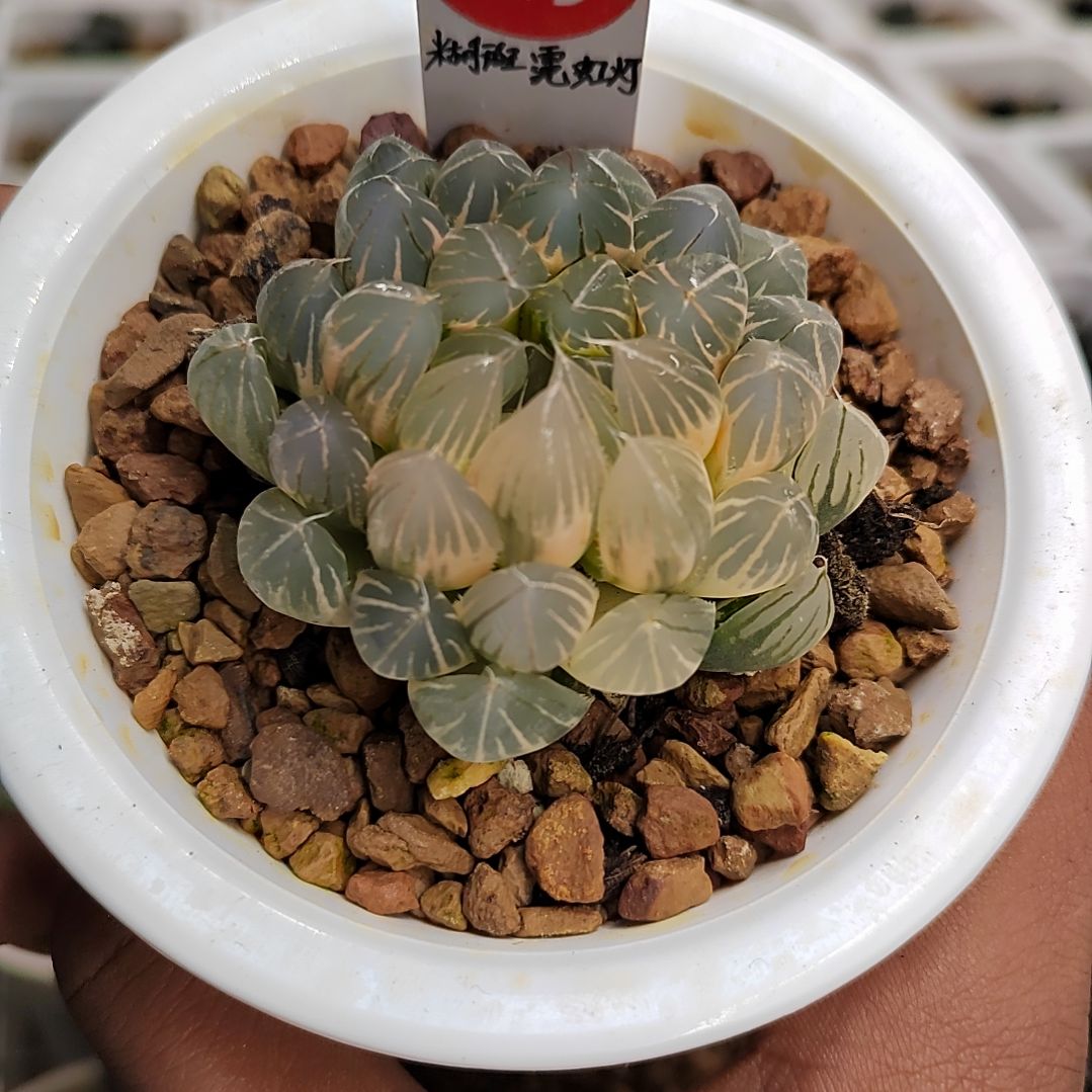 糊斑霓虹灯 5.5厘米左右一物一拍带盆