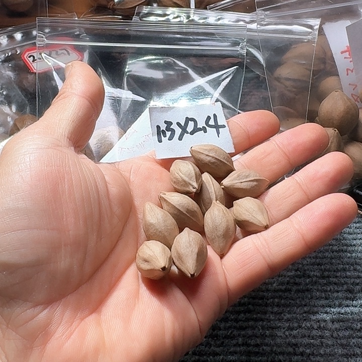 吊坠橄榄核照*G1.3❌2.4