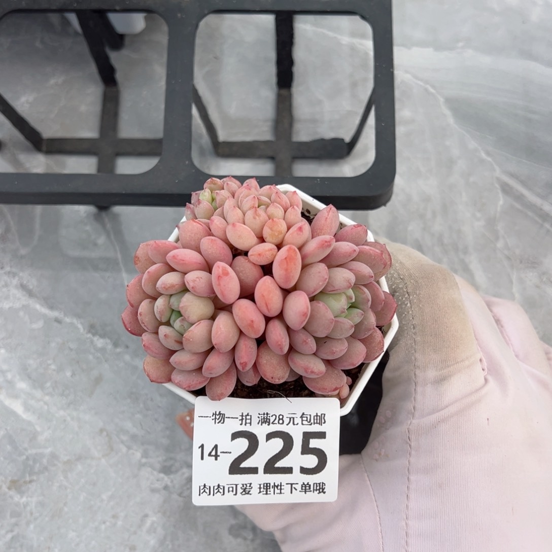 小红蛋多肉多肉多肉多肉