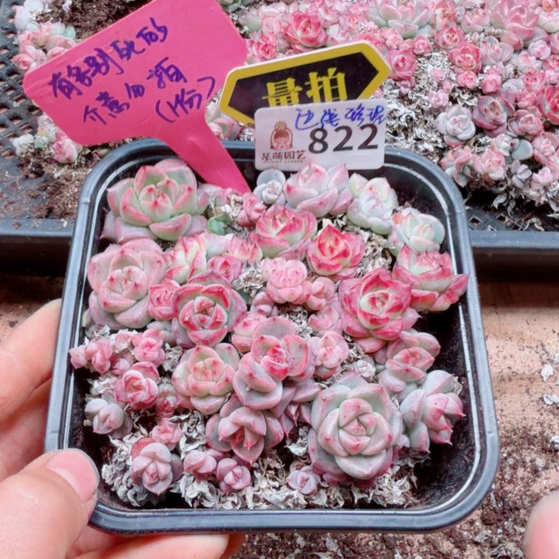 多肉植物多肉植物