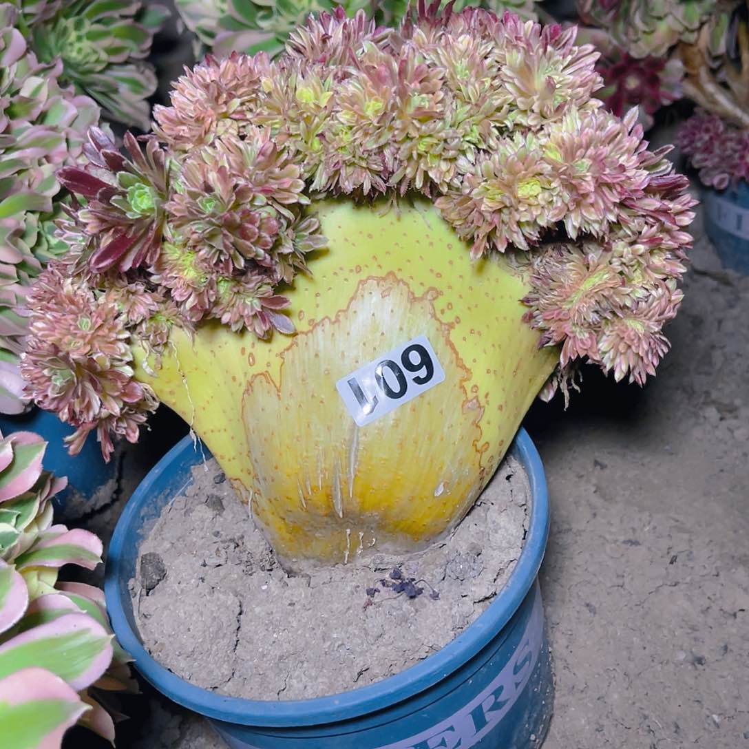 法师法师15/-17包邮法师