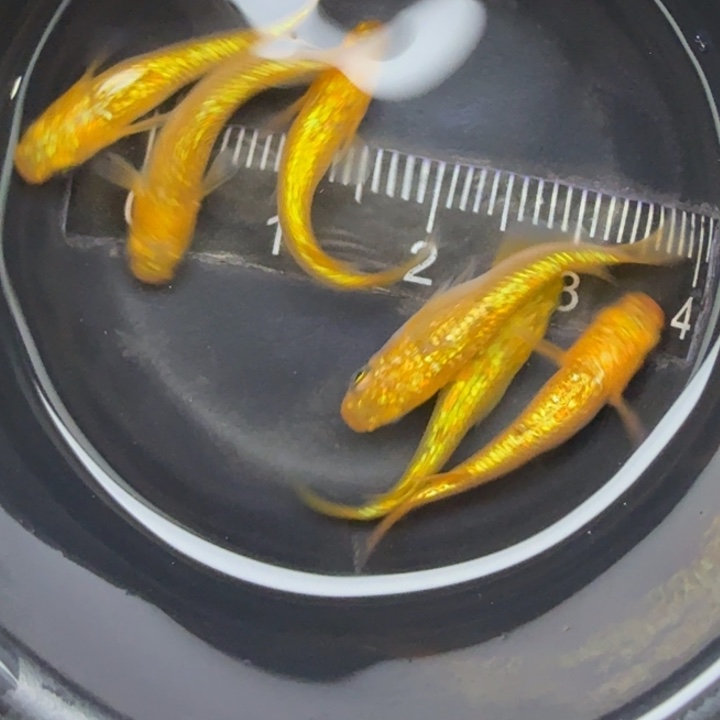 青鳉鱼阳光25号青鳉