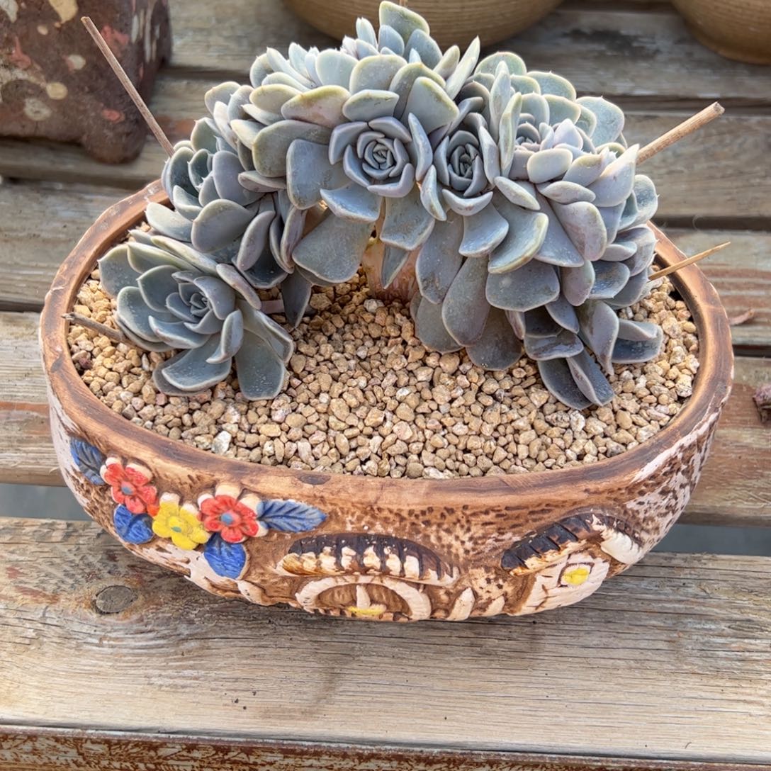 ღ***࿐汉堡53 零零多肉植物