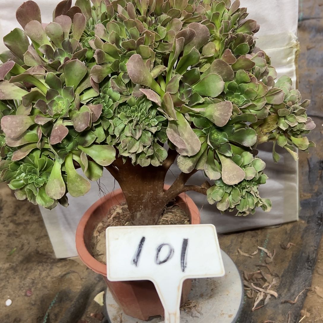 多肉植物玫瑰缀花101