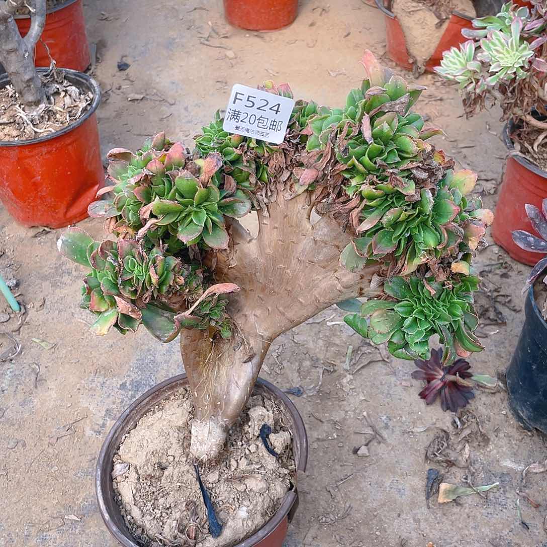 524小叶香炉盘缀化多肉有老伤小损不包