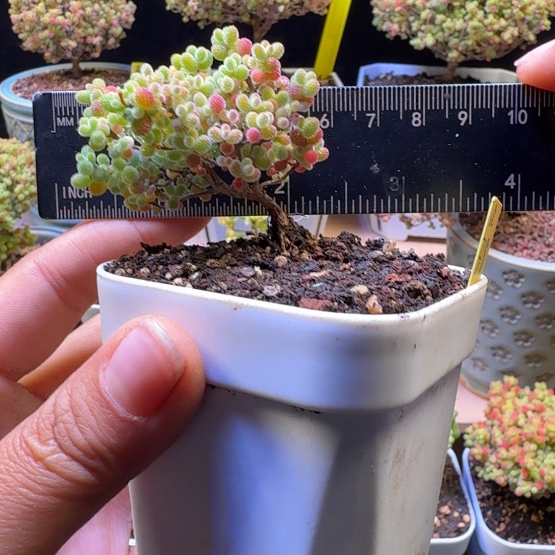 a318号橘子糖冠服5.5厘米左右