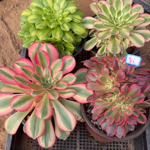 966多肉植物组合