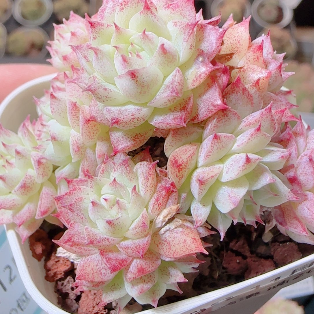 花语逸镜1112-198散