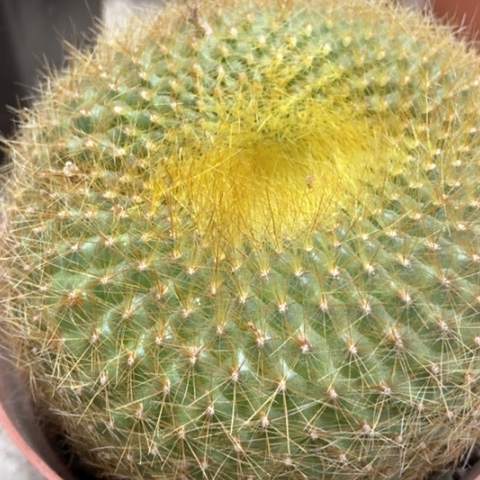 金雪光仙人球20米仙人球