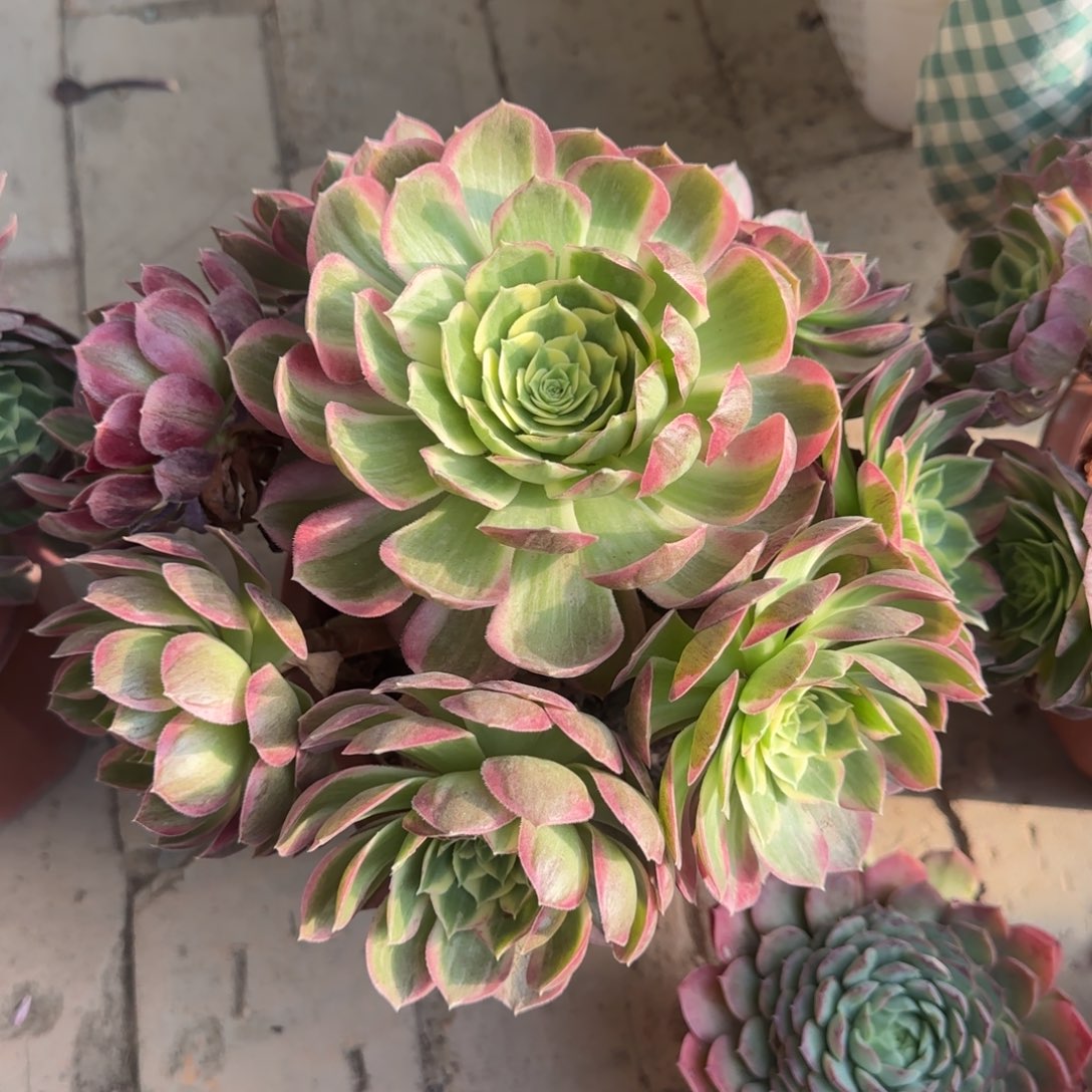 无花朵海王倾城大号