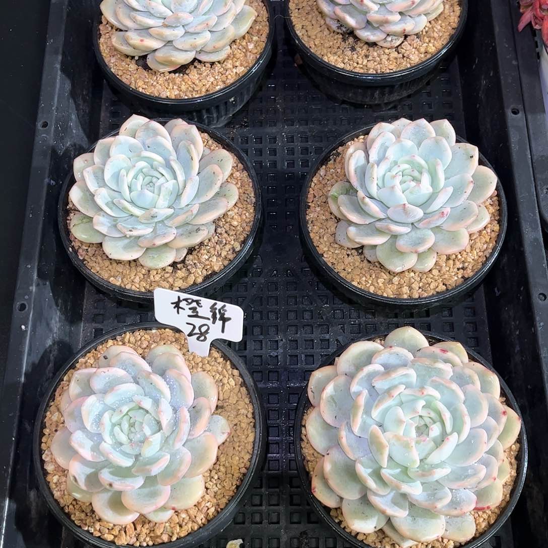 橙梦露锦只发新疆